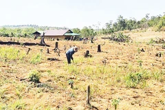 Người dân ngang nhiên phá rừng, canh tác, mua bán đất trái phép trên lâm phần do Công ty TNHH MTV Lâm nghiệp Đắk N’Tao quản lý.