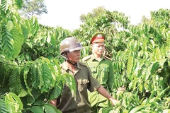 Lực lượng chức năng tăng cường công tác tuần tra, kiểm tra bảo đảm an ninh trật tự trong mùa thu hái cà-phê.