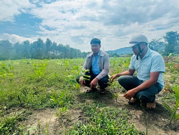 Cán bộ xã Ba Tô, huyện Ba Tơ, tỉnh Quảng Ngãi kiểm tra tình trạng trồng cây chờ đền bù trên địa bàn.