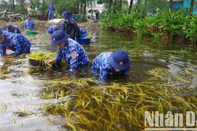 Lực lượng vũ trang hỗ trợ người dân xã Gio Hải, huyện Gio Linh thu hoạch lúa bị ngập úng.