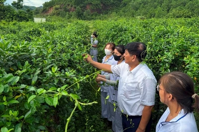 Anh Phạm Việt Trung giới thiệu đặc tính tác dụng của cây dây thìa canh.