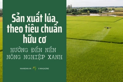 Sản xuất lúa theo tiêu chuẩn hữu cơ hướng đến nền nông nghiệp xanh