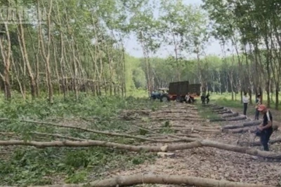 Nhân dân phường Chơn Thành (Đồng Nai) cắt cây nhường đất thực hiện dự án cao tốc.