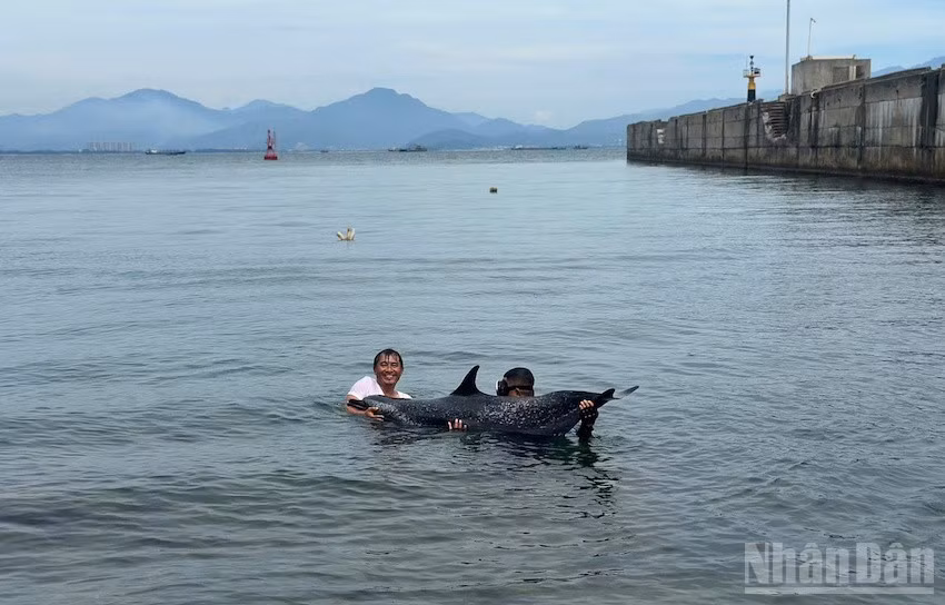 Chiến sĩ Trạm Biên phòng cửa khẩu cảng Tiên Sa tiếp cận cá thể cá heo bị mắc cạn (Ảnh: Trạm Biên phòng cửa khẩu cảng Tiên Sa cung cấp)