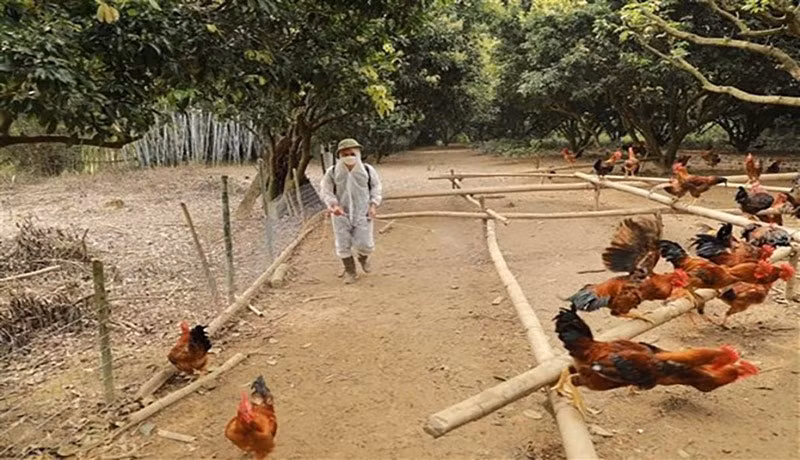 Ảnh minh họa: (Nguồn VNA)