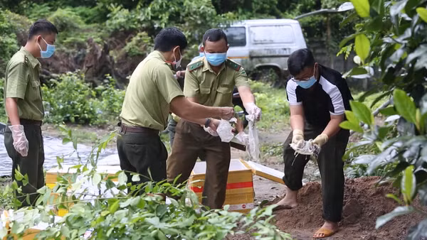 [Video] Tây Ninh tiêu hủy 127 kg thằn lằn núi Bà Đen bị vận chuyển trái phép