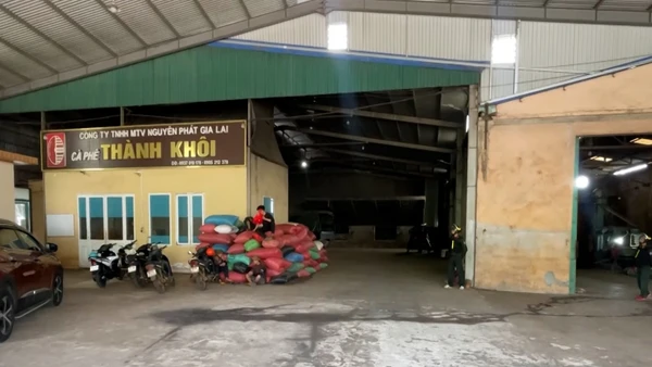 [Video] Gia Lai tạm giữ Giám đốc công ty cà phê nghi sản xuất cà phê giả