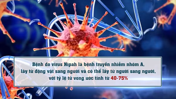 [Video] Phòng, chống dịch bệnh do virus Nipah ngay tại các cửa khẩu
