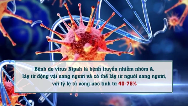 [Video] Phòng, chống dịch bệnh do virus Nipah ngay tại các cửa khẩu