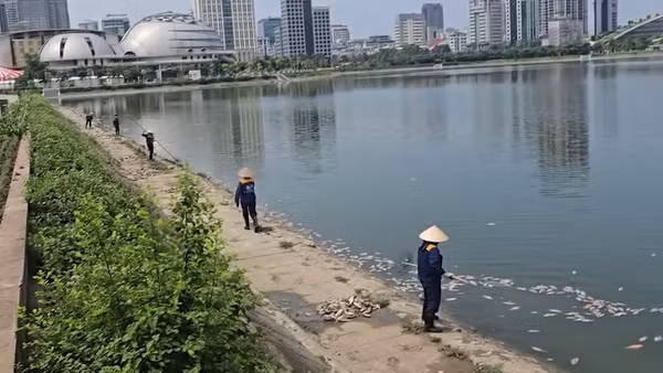 [Video] Cá chết hàng loạt tại hồ điều hòa ở Cầu Giấy gây ô nhiễm môi trường nghiêm trọng