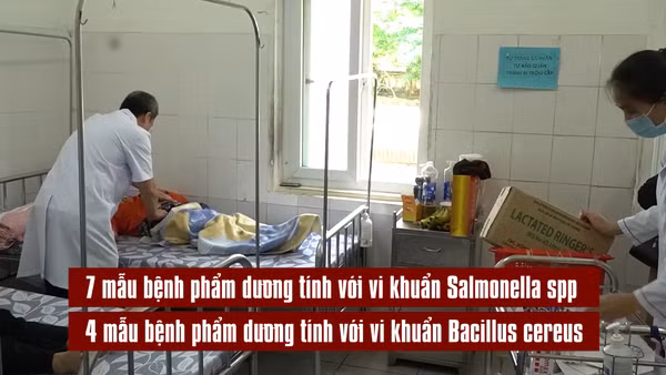 [Video] Phát hiện vi khuẩn Salmonella và Bacillus trong vụ ngộ độc bánh mì ở Quảng Trị