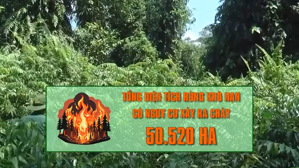 [Video] Hơn 50.000 ha rừng tại Cà Mau có nguy cơ cháy cao