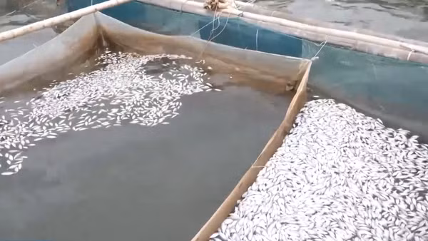 [Video] Cá chết hàng loạt trên sông Hiếu ở Quảng Trị là do nguồn nước có dấu hiệu suy giảm chất lượng