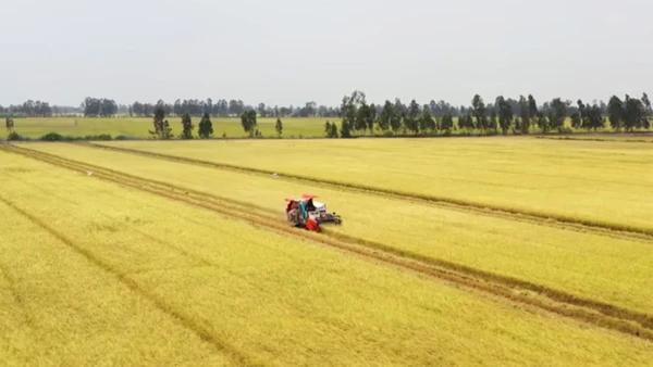 [Video] Hình thành 5 vùng nguyên liệu nông, lâm sản đạt chuẩn