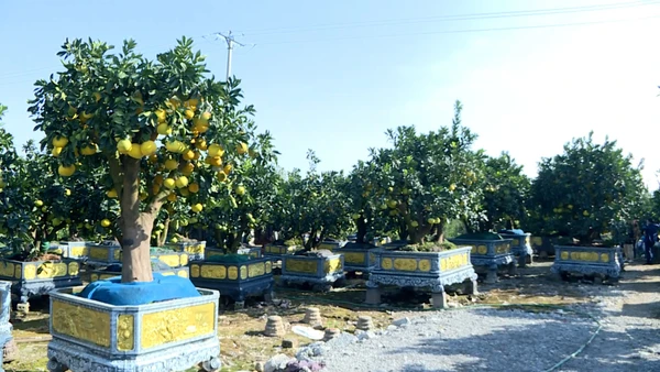 [Video] “Thủ phủ” quất, bưởi cảnh Văn Giang sẵn sàng cho thị trường Tết