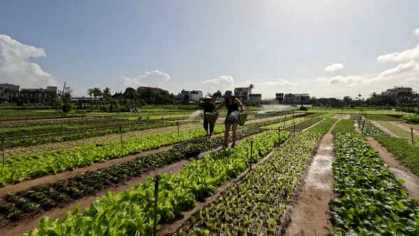 [Video] Vùng rau Trà Quế Hội An sẵn sàng đón tết