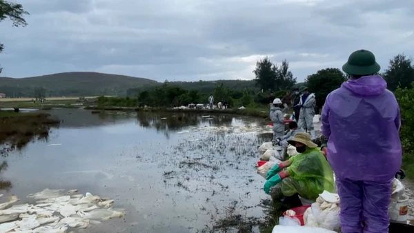 [Video] 18 ha đất sản xuất bị ảnh hưởng do sự cố tràn dầu tại Dung Quất