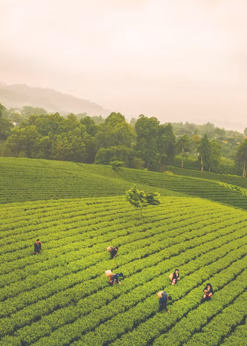 Đồi chè Cầu Đá, tỉnh Thái Nguyên. (Ảnh: ĐÀO CẢNH)