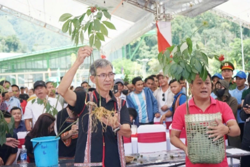Sâm Ngọc Linh được giới thiệu, bày bán tại các phiên chợ sâm Ngọc Linh do huyện Nam Trà My (Quảng Nam) tổ chức.