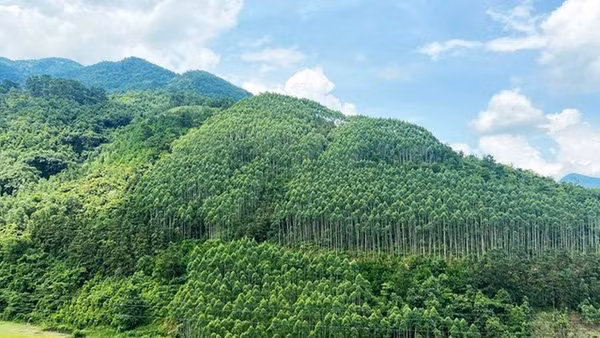 Xây dựng ngành lâm nghiệp đa giá trị, phát triển bền vững. (Ảnh: VGP)