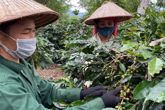 Trồng cà-phê giúp nông dân Điện Biên vươn lên làm giàu. (Ảnh: nhandan.vn)