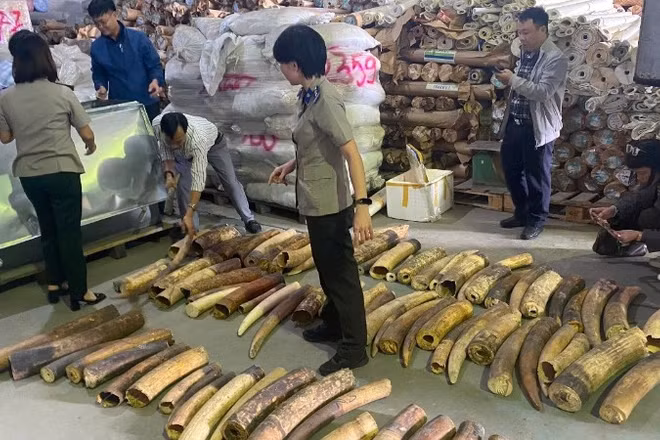 Số lượng lớn ngà voi tang vật vụ án chuẩn bị tiêu hủy. (Ảnh: ENV)