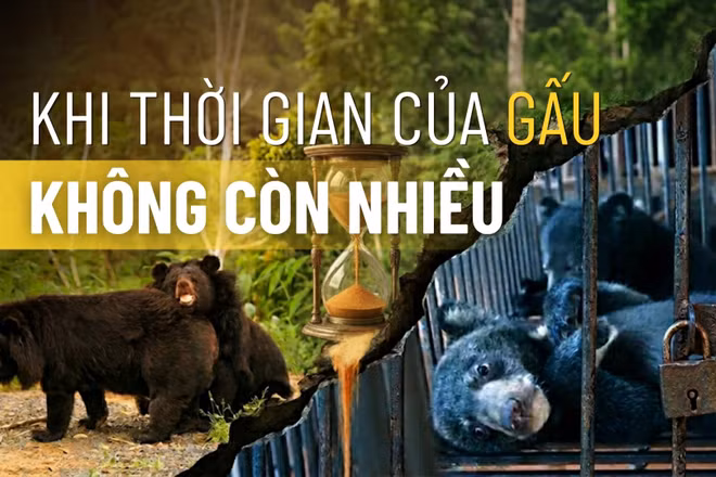 Khi thời gian của gấu không còn nhiều