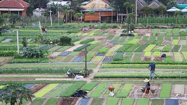 Vườn rau Trà Quế.