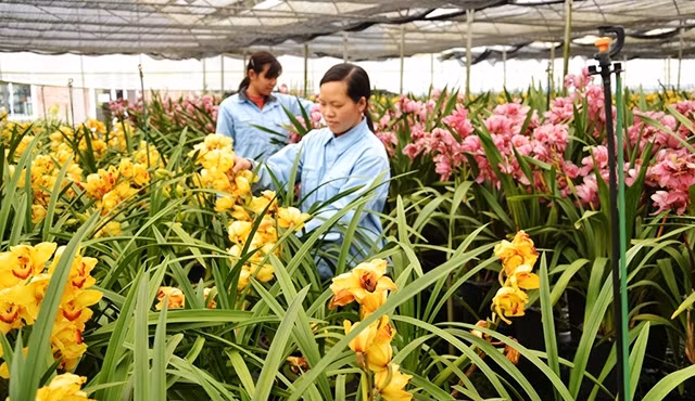 Sản xuất hoa lan cao cấp, ứng dụng công nghệ cao ở Công ty Việt Tú, xã Thải Giàng Phố, huyện Bắc Hà, tỉnh Lào Cai.