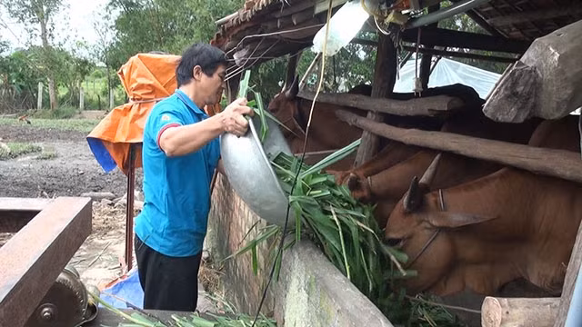 Từ nguồn vốn vay Ngân hàng Chính sách xã hội, nông dân Sơn Giang, huyện Sông Hinh (Phú Yên) đã phát triển chăn nuôi bò, cho hiệu quả kinh tế cao.