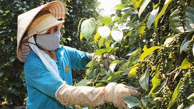 Lối thoát của hồ tiêu
