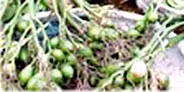 Quả cau làm thuốc