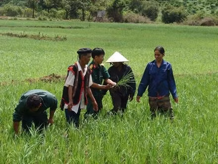 Bộ đội Công ty 72 (Binh đoàn 15) hướng dẫn người dân tộc Gia Rai trồng lúa.