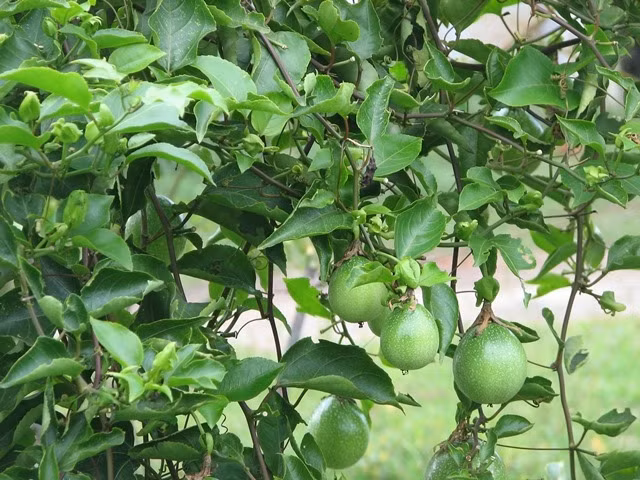 Cây lạc tiên tây. 