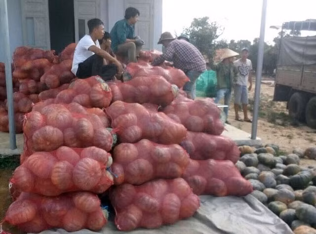 Big C Việt Nam tiêu thụ hàng chục tấn bí đỏ hỗ trợ nông dân Đác Lắc
