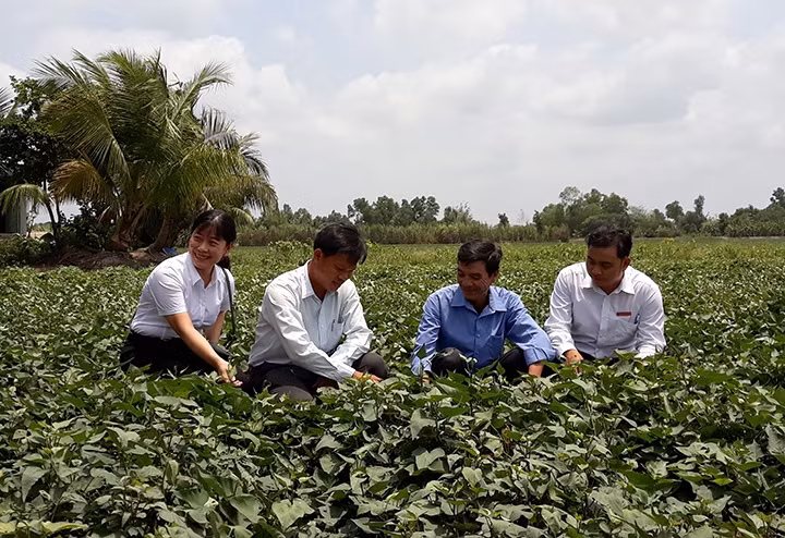 Người dân xã Thành Trung, huyện Bình Tân (Vĩnh Long) cùng cán bộ Agribank và cán bộ địa phương đánh giá hiệu quả của việc đầu tư trồng khoai lang để xuất khẩu.