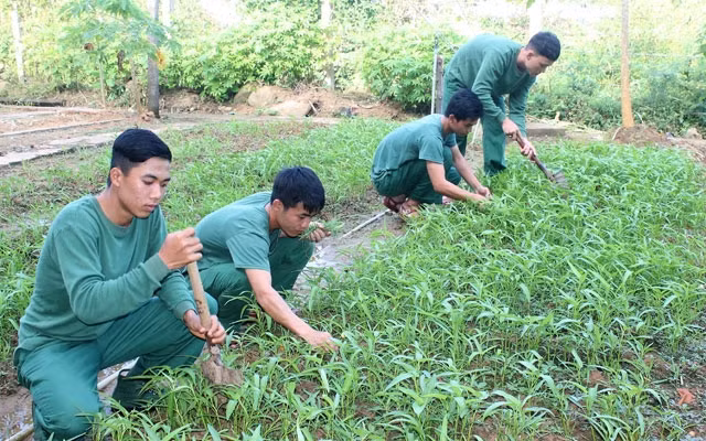 Bộ đội trên đảo Hòn Khoai tăng gia trồng rau xanh.