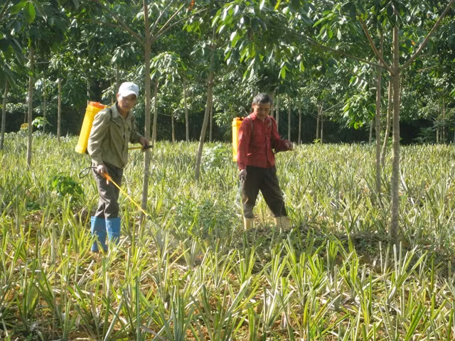 Nông dân xã Cao Thịnh chăm sóc dứa trồng xen cây cao-su.