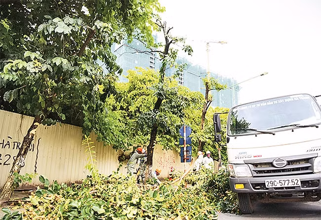 Dịch chuyển, chặt hạ cây xanh trên đường Kim Mã để phục vụ thi công tuyến đường sắt đô thị Nhổn - Ga Hà Nội. Ảnh: GIANG HUY