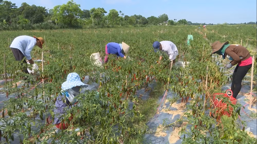 Cây ớt đến kỳ thu hoạch nhưng không có đầu ra.