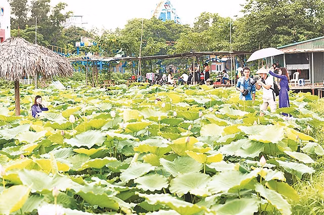 Đầm sen hồ Tây (phường Quảng Bá) là điểm đến yêu thích của nhiều người dân và du khách. Ảnh: ĐỨC CƯỜNG