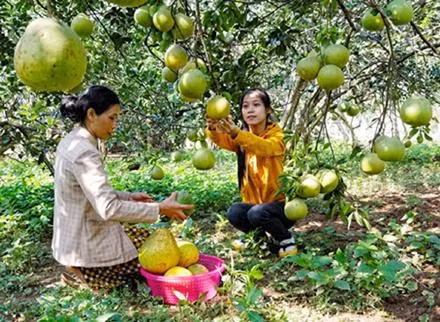 Bưởi Tân Triều, sản phẩm nông nghiệp được hỗ trợ xây dựng thương hiệu.