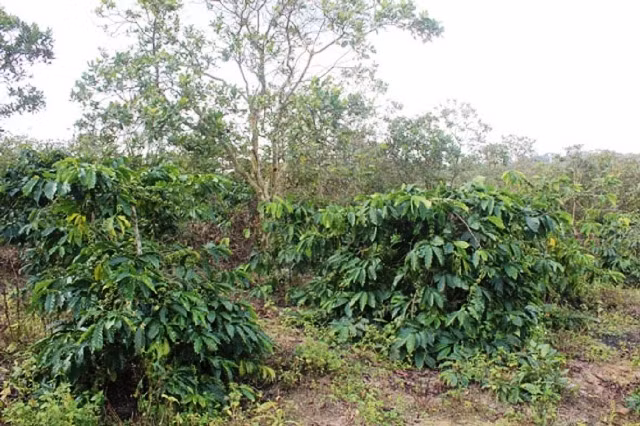 Khu đất rẫy trồng cà-phê và điều mà gia đình ông Nguyễn Văn Hoàng hiến cho chính quyền địa phương làm bãi rác tập trung cho xã.