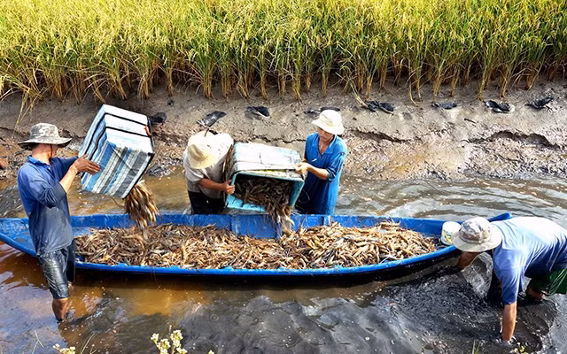 Tỉnh Cà Mau đang nỗ lực xây dựng thương hiệu "lúa sạch", lúa và tôm hữu cơ trên cánh đồng lúa - tôm huyện Thới Bình.