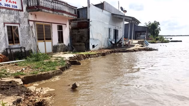 Tuyến ven sông trên địa bàn huyện Năm Căn, tỉnh Cà Mau, thường xuyên xảy ra sạt lở nghiêm trọng vào mùa mưa bão hằng năm. 