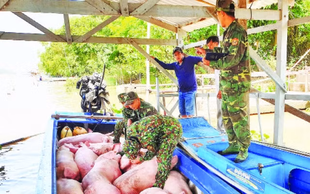 Số lợn bị Bộ đội Biên phòng An Giang bắt giữ giao ngành chức năng tiêu hủy trong tháng 11.
