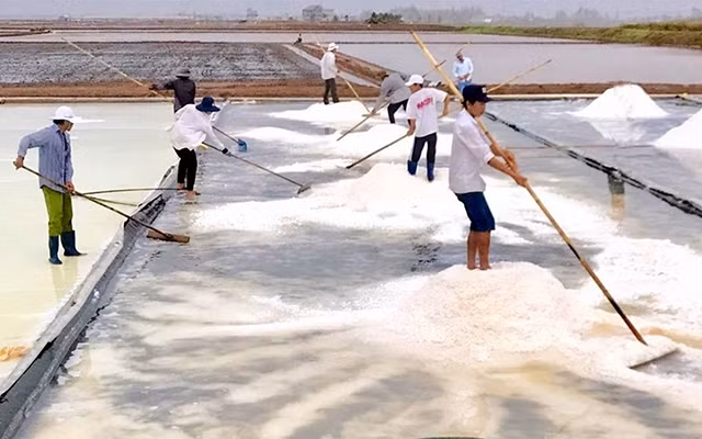 Người dân huyện Ðông Hải (Bạc Liêu) thu hoạch muối. Ảnh: THANH CƯỜNG