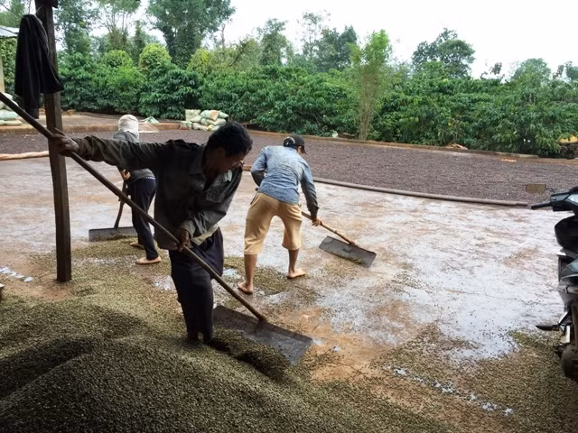 Một hộ dân ở xã Ea Kiết nhận khoán vườn cà-phê với doanh nghiệp, nhưng sau khi thu hoạch không đóng sản lượng cho công ty mà cất giữ.