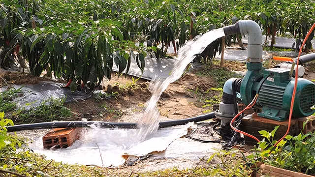 Người nông dân được nhận hỗ trợ tiền sử dụng sản phẩm, dịch vụ công ích thủy lợi. Ảnh: ANH NAM
