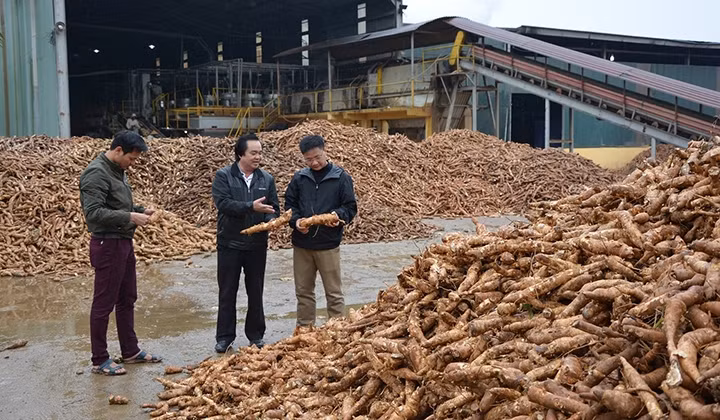 Sắn củ của nông dân xã Quang Minh được Nhà máy sắn Văn Yên thu mua.